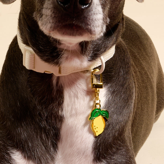 A close-up of a dog's chest shows off The Darling Effect’s Lemon Pawfect Collar Charm—a gold, lemon-shaped accessory on a white collar. The charm pops against the dog’s dark fur and white neck patch for standout style.