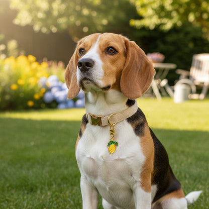 A beagle wearing The Darling Effect’s Lemon Pawfect Collar Charm sits on green grass in a sunlit garden, with flowers and outdoor furniture in the background.